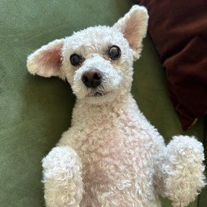 Meet your Posher, Silk